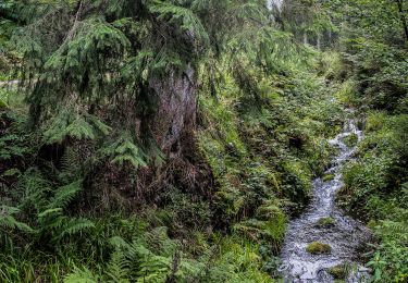 Tour Zu Fuß Bad Rippoldsau-Schapbach - Grenzweg - Photo