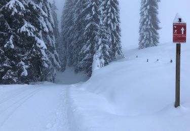 Excursión A pie Gemeinde Unken - Wanderweg 16 - Winklmoosalm - Hemmersuppenalm - Photo