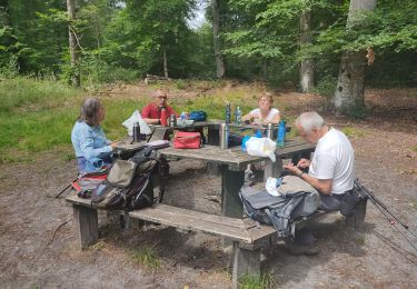 Trail Walking Fontainebleau - Le chêne aux chardons - Photo