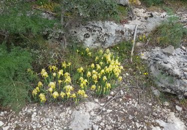 Tour Wandern Collias - Collias nd de Laval grottes et la torte - Photo