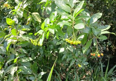 Trail Walking Le Robert - Boucle Mansarde-Rance - Photo