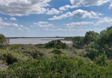 Trail Horseback riding Saintes-Maries-de-la-Mer - 2019-05-04 Rando CVA Camargue Bac Sauvage - Photo