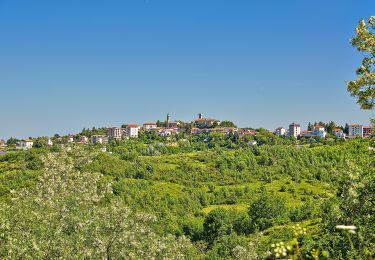 Percorso A piedi Belforte Monferrato - Belforte Monferrato - Monte Colma - Photo