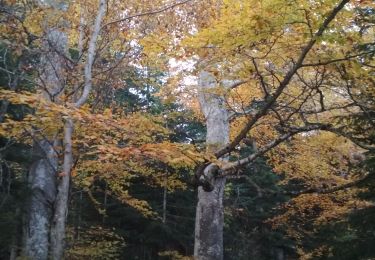 Trail Walking Araules - suc - Photo