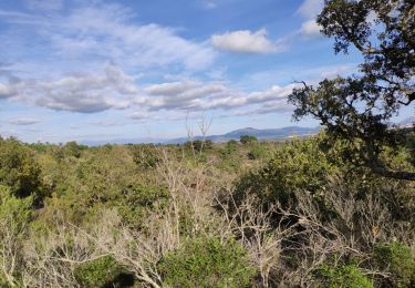 Trail Walking Roquebrune-sur-Argens - z les bois de Roquebrune 20-11-18 - Photo