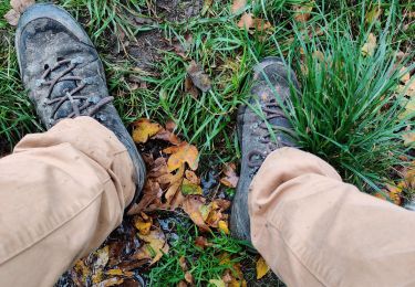 Tour Wandern Durbuy - Merel en de Melkoeien. - Photo