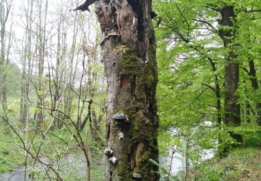 Trail Walking Sainte-Ode - Adeps Lavacherie 2021 - Photo