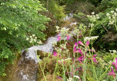 Tour Wandern Saint-Antonin-Noble-Val - Saint Antonin  - Photo