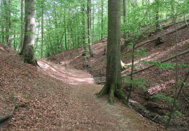 Tocht Te voet Schleswig - Waldroute - Photo