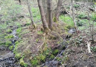 Trail Walking Houffalize - Nadrin FR - Photo
