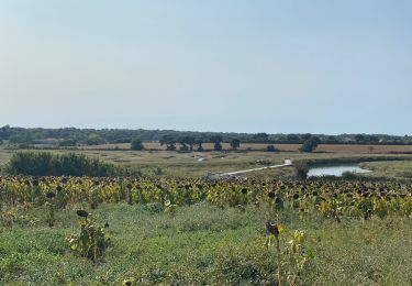 Percorso Mountainbike Les Sables-d'Olonne - Pironniere vers Guittiere - Photo