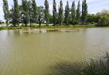 Randonnée Marche Sainte-Anne-sur-Vilaine - 220.- le circuit des palis Sainte Anne sur Vilaine  - Photo