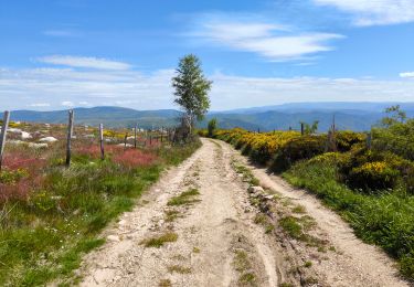 Tocht Mountainbike Pont de Montvert - Sud Mont Lozère - la Brousse /Station du Mont Lozère - Photo
