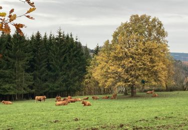 Tocht Stappen Lierneux - Lansival  - Photo