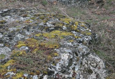 Tour Zu Fuß Gemeinde Purbach - Wald- und Bründllehrpfad - Photo