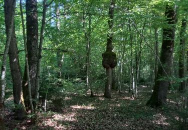 Trail Walking Musièges - Musiège - Photo