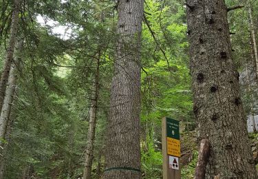 Tour Wandern Villard-de-Lans - tour bois barbu. malaterre, le sapin bellier - Photo