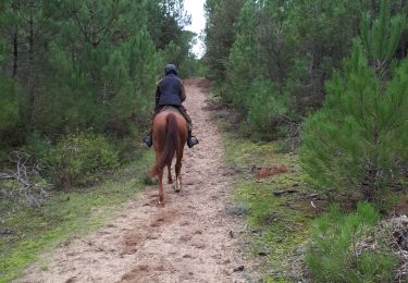 Tour Reiten Notre-Dame-de-Monts - Plage et forêt de Notre Dame de Monts - Photo