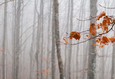 Percorso A piedi Bagno di Romagna - Nella solitaria, selvaggia valle di Pietrapazza - Photo