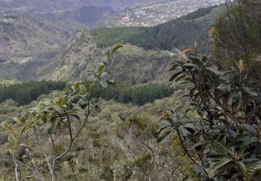 Tour Wandern Cilaos - le bloc piton des neiges - Photo