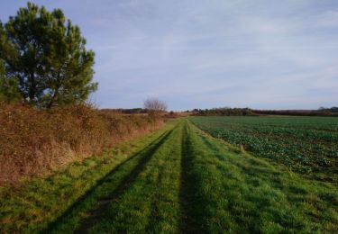 Trail Walking Saint-Georges-sur-Cher - Saint-Georges-sur-Cher - GRP Forêt Montrichard - 17.6km 165m 3h40 - 2023 12 27 - Photo