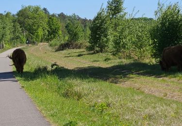 Excursión Bici de carretera Bergeijk - rando center parc Hollande  - Photo