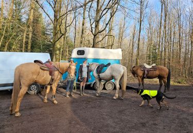 Tour Reiten Baccarat - Balade au Fouy au soleil, top - Photo