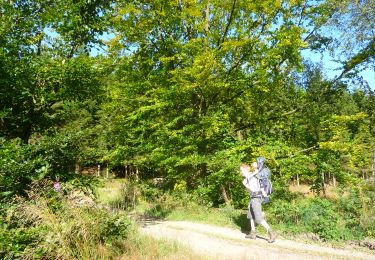 Tocht Te voet La Roche-en-Ardenne - WandArdRiv 17 : Bérismenil ruisseau de belle meuse - Photo