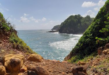 Excursión Senderismo Le Lorrain - La Crabiere Vive - Savane La Pointe - Photo