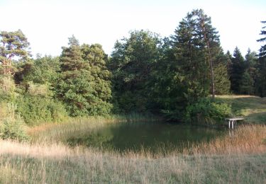 Randonnée A pied Buchdorf - Rundwanderweg Monheim 14 - Photo