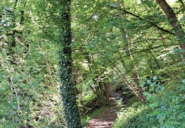 Trail Walking Houyet - Marche ADEPS Celles - Photo