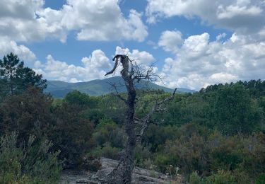 Trail Walking Le Cannet-des-Maures - z le lac des escarcets 08-06-21 - Photo