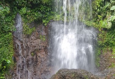 Tocht Stappen Sainte-Rose - Guadeloupe - Saut des Trois Cornes - Sofaïa - Photo