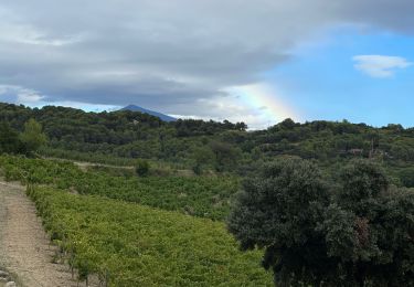 Percorso Marcia Lafare - Les dentelles de montmirail  - Photo