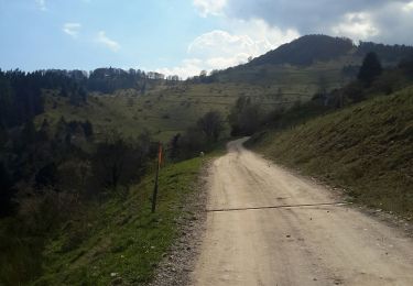 Excursión Senderismo Wasserbourg - Tour du Petit Ballon et des fermes auberges - Photo