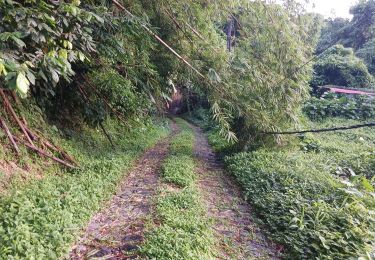 Tocht Stappen Le Lorrain - Boucle Morne Capot via La Pirogue - Photo