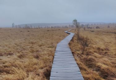 Trail Walking Waimes - les caillebotis de la fagne wallonne  - Photo