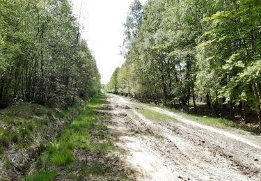 Trail Walking Spa - spa gué des artistes. malchamps . ligne 44 . niveze - Photo