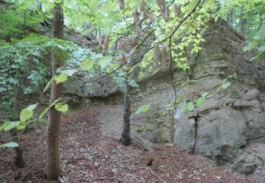 Tour Zu Fuß Königslutter - Elm Rundwanderweg 18 - Photo