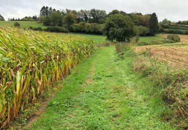 Excursión Senderismo Messancy - La Charmouthienne_boucle_Sélange_14km_20190929 - Photo