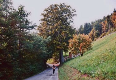 Trail On foot Valdobbiadene - IT-1008 - Photo