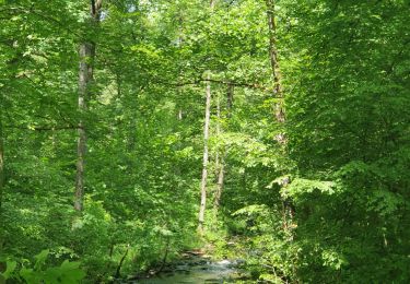Tour Wandern Bouillon - rando les hayons 15/06/2021 - Photo
