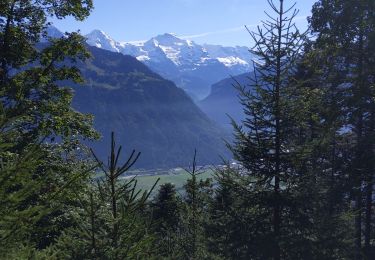 Trail Walking Unterseen - Randonnée au dessus de Harder Kulm - Photo