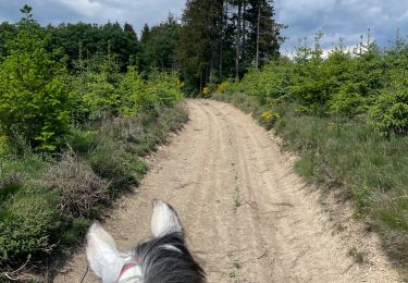 Trail Horseback riding Bastogne - Tripoux 2023 j2 - Photo