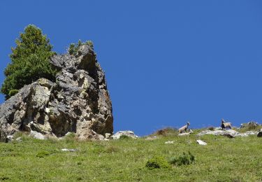 Randonnée A pied Bovernier - Chemins pédestre de montagne, région Entremont - Photo