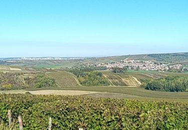 Randonnée Marche Saint-Bris-le-Vineux - AVF - Tour par les caves de Bailly 05-10-2022 - Photo