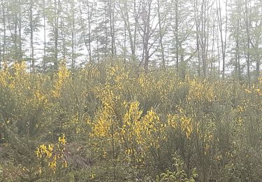 Tour Wandern Esneux - à travers les bois d Anthines et d Esneux - Photo