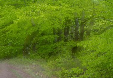 Trail On foot  - Åkulla bokskogar - Bexellstigen - Photo