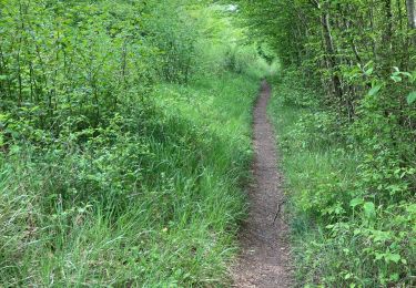 Tocht Stappen Orry-la-Ville - Orry la ville - Photo
