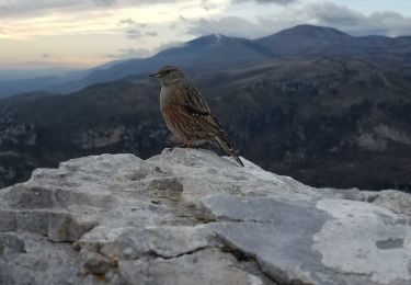 Excursión Senderismo Saint-Jeannet - Baou de Saint-Jeannet (802m) - Photo